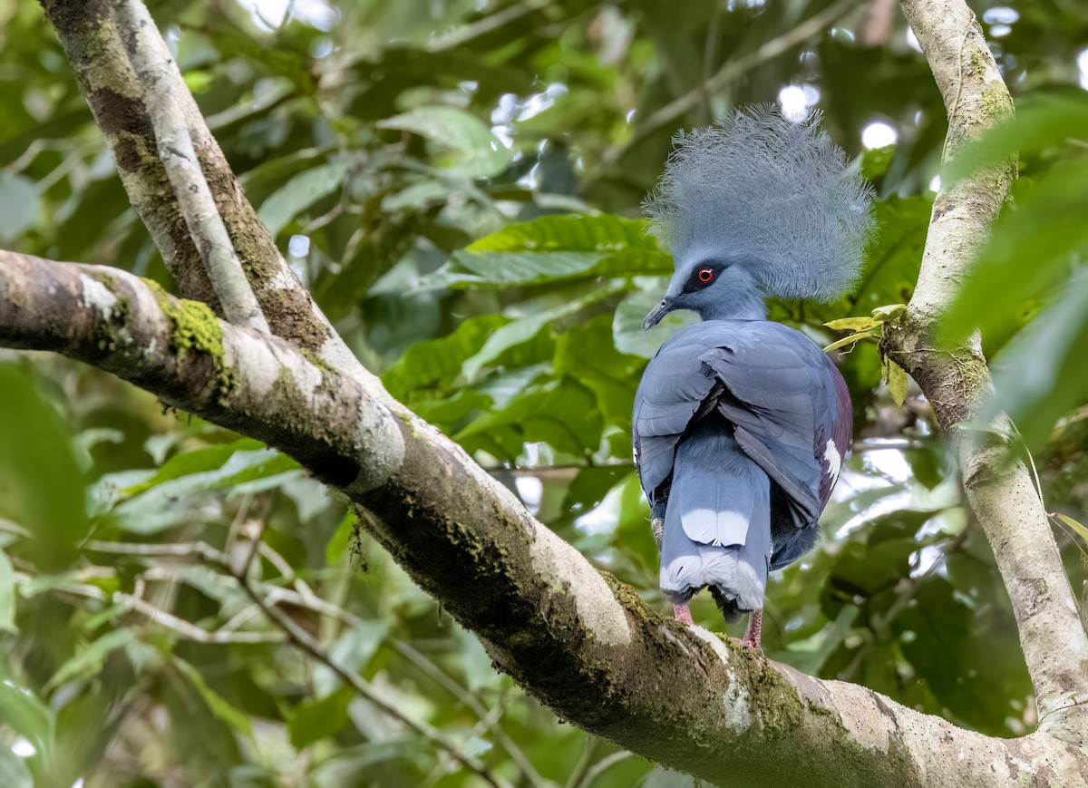 Western Crowned-Pigeon - ML524752791