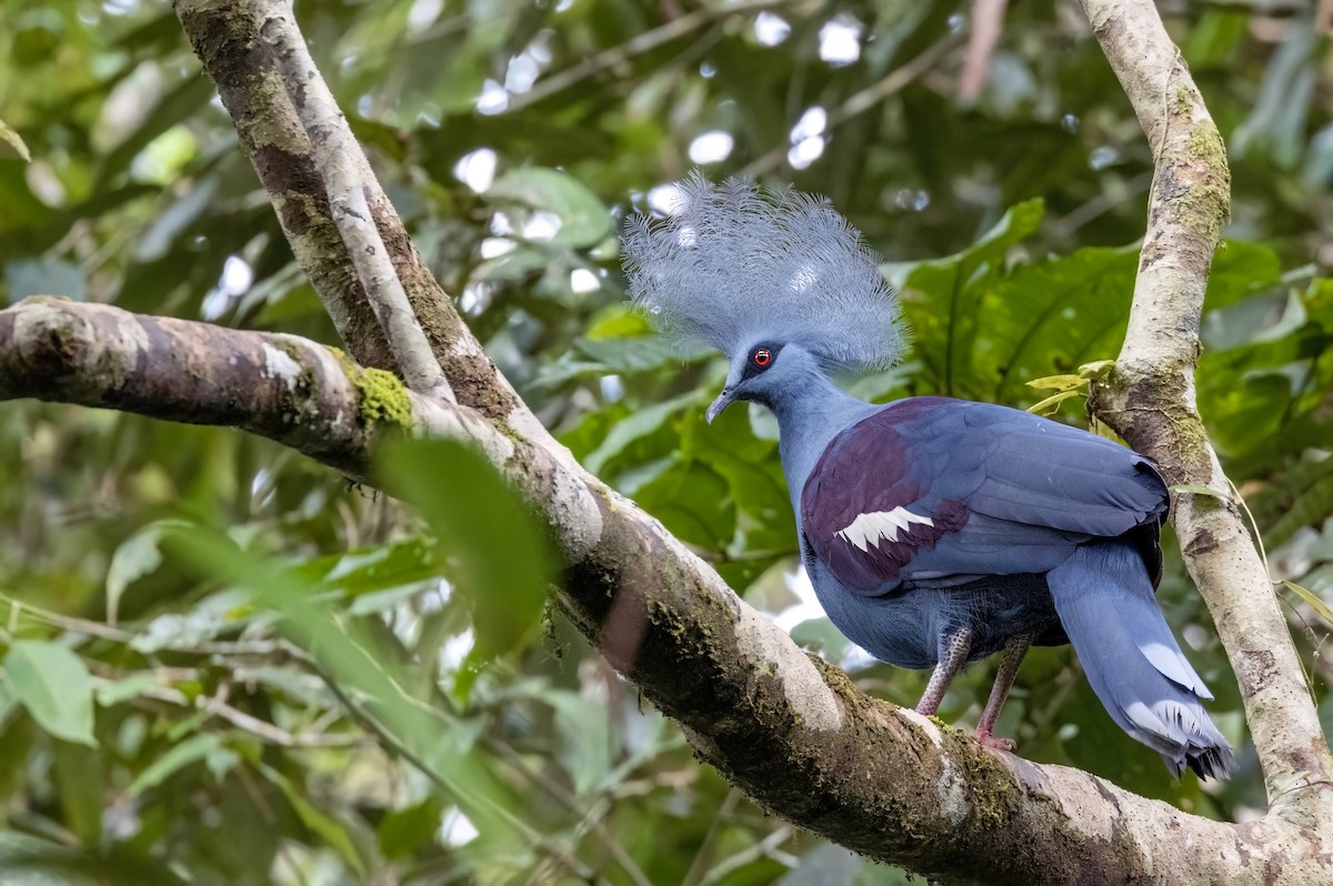 Western Crowned-Pigeon - ML524752811