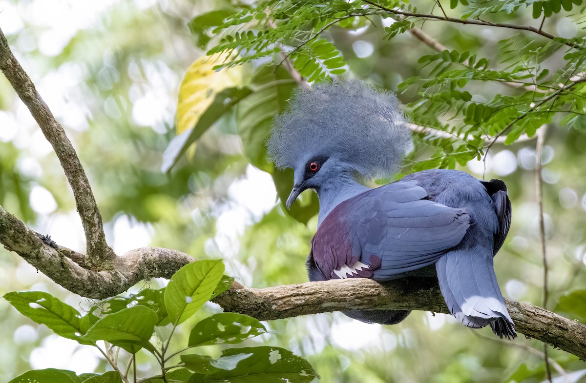 Western Crowned-Pigeon - Andrew Spencer