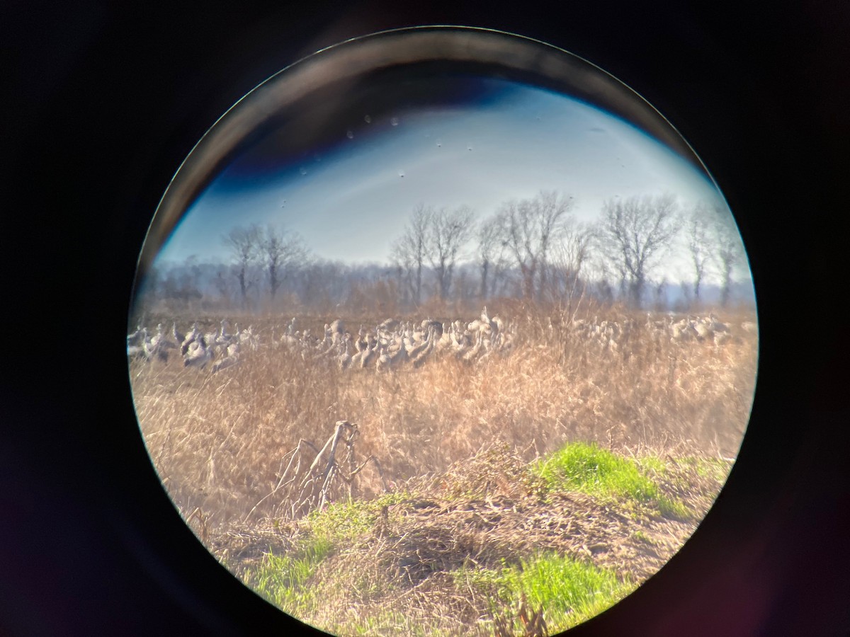 Sandhill Crane - John Dillon