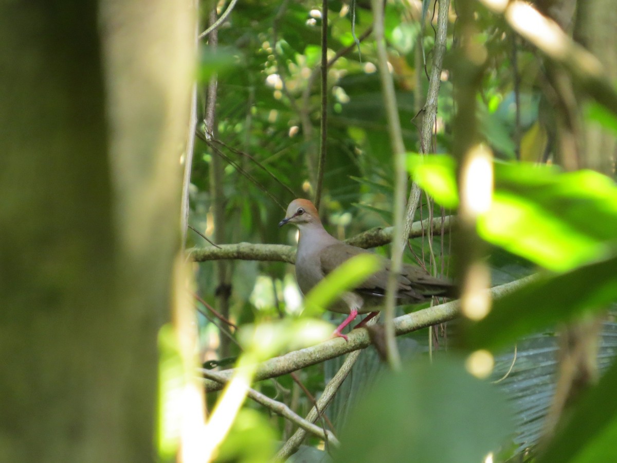 Gray-chested Dove - ML52475311