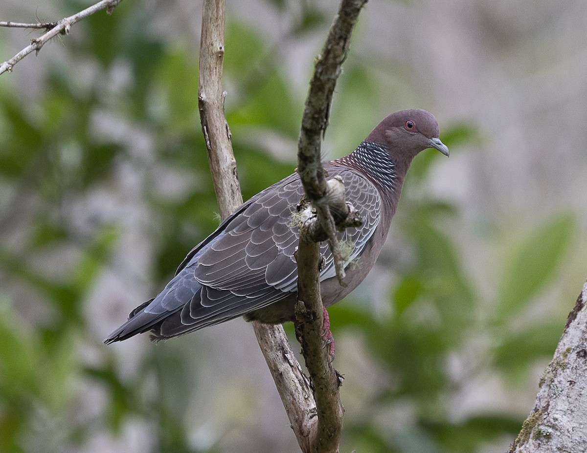 Picazuro Pigeon - ML524753371