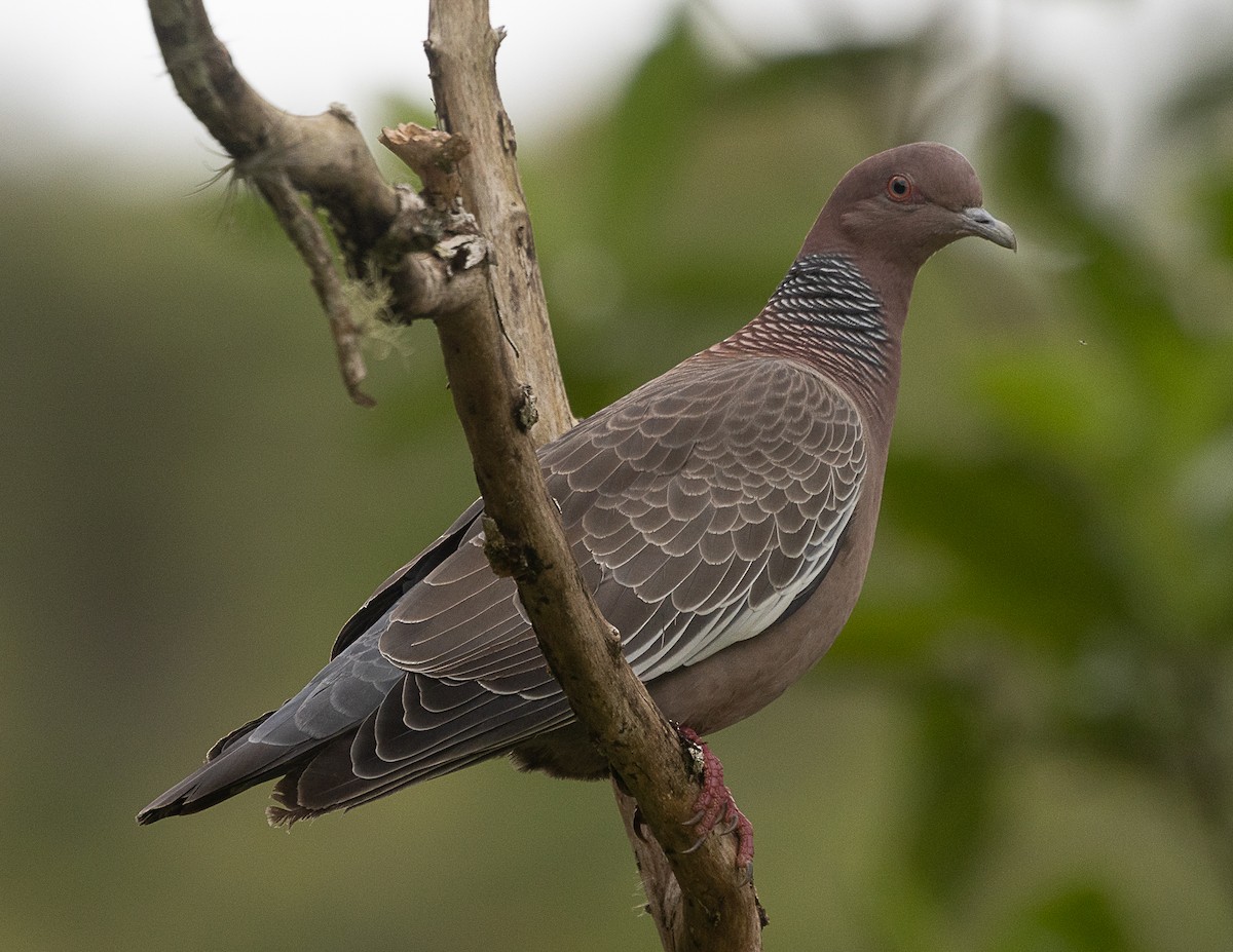 Picazuro Pigeon - ML524753411