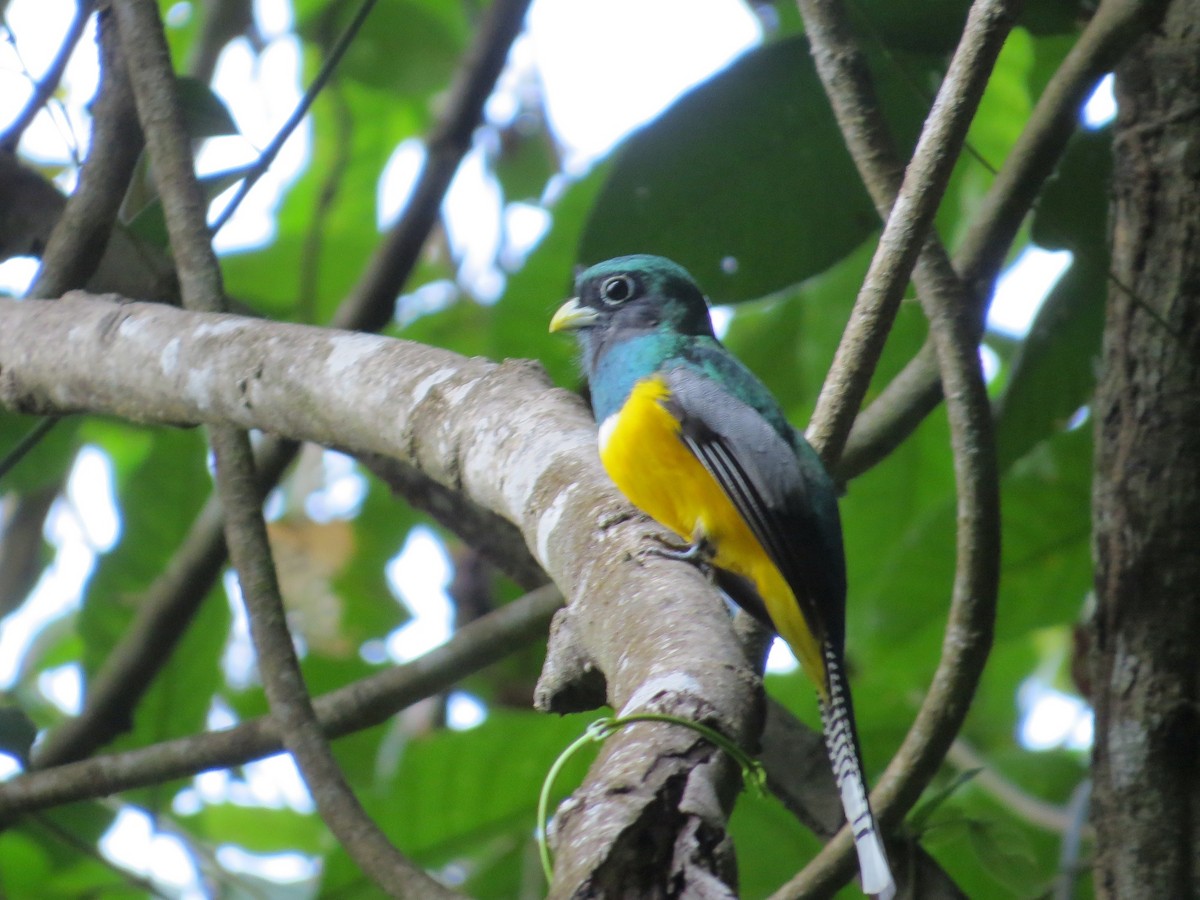 Northern Black-throated Trogon - ML52475411