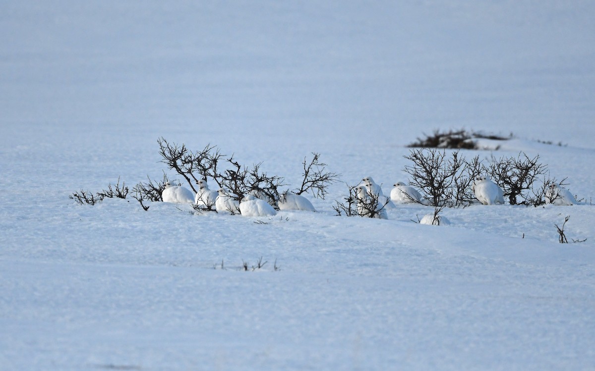 Willow Ptarmigan (Willow) - ML524754151