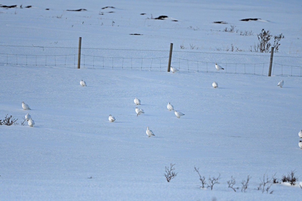 Willow Ptarmigan (Willow) - ML524754591