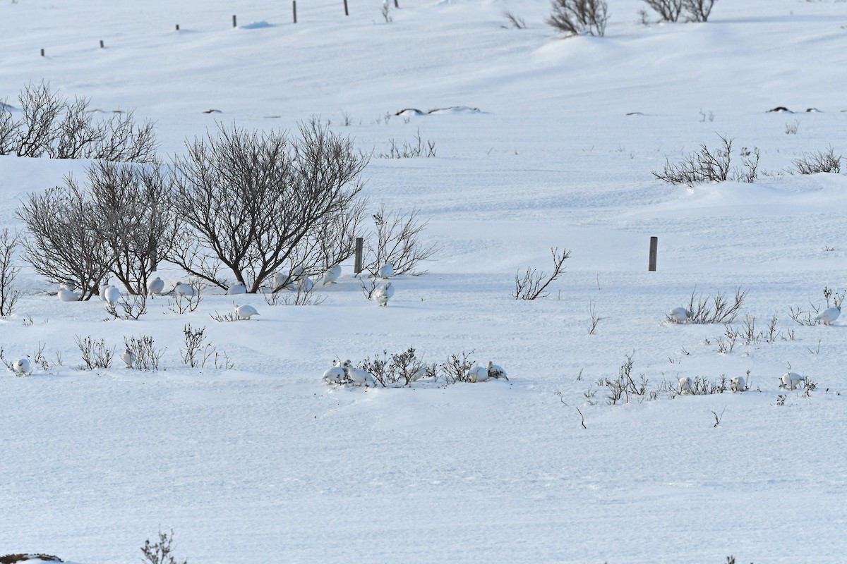 Willow Ptarmigan (Willow) - ML524754601