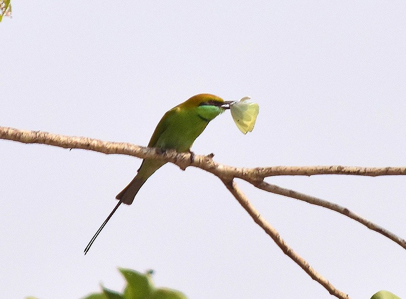 Asian Green Bee-eater - ML524754931