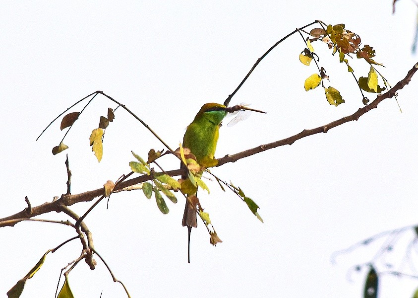 Asian Green Bee-eater - ML524754941