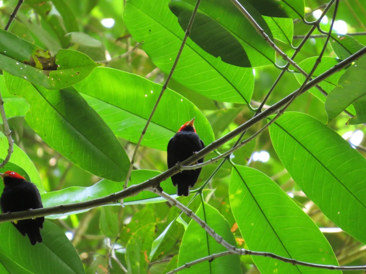 Red-capped Manakin - ML52475501