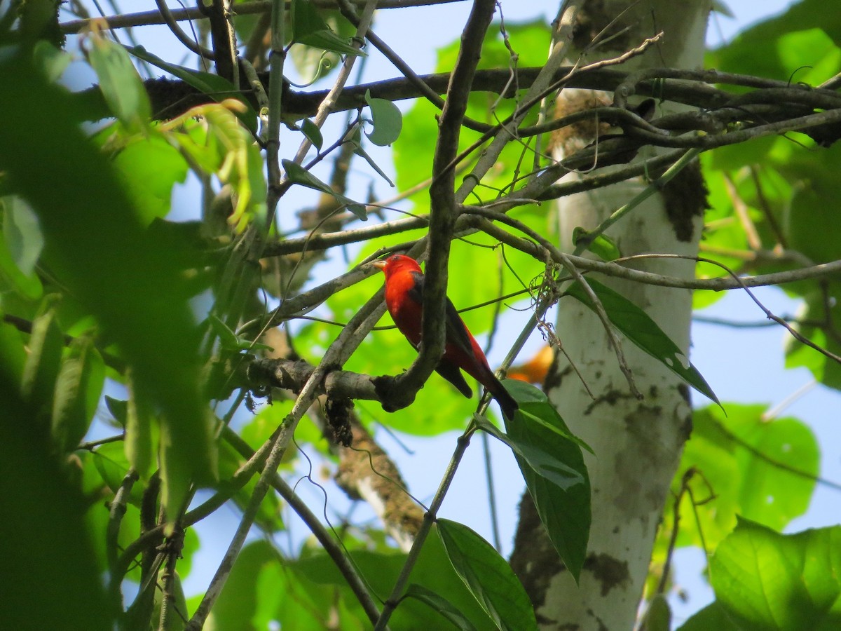 Scarlet Tanager - ML52475581