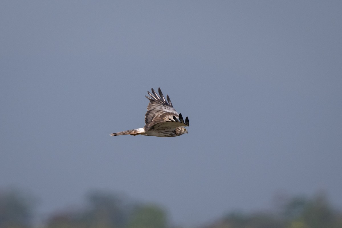 Pied Harrier - ML524756151