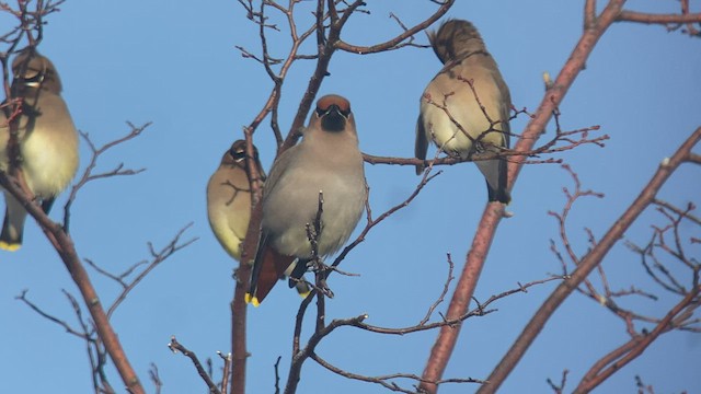 Bohemian Waxwing - ML524756181