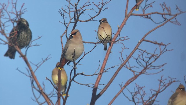 Bohemian Waxwing - ML524756191