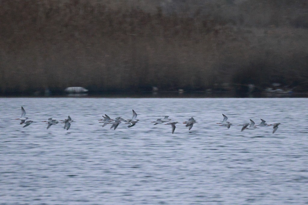 Spotted Redshank - ML524756321