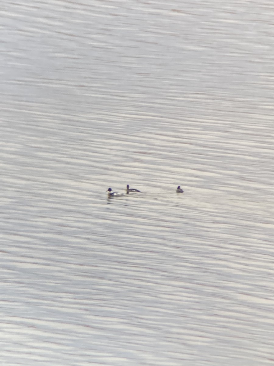 Red-breasted Merganser - Jacob Bagley