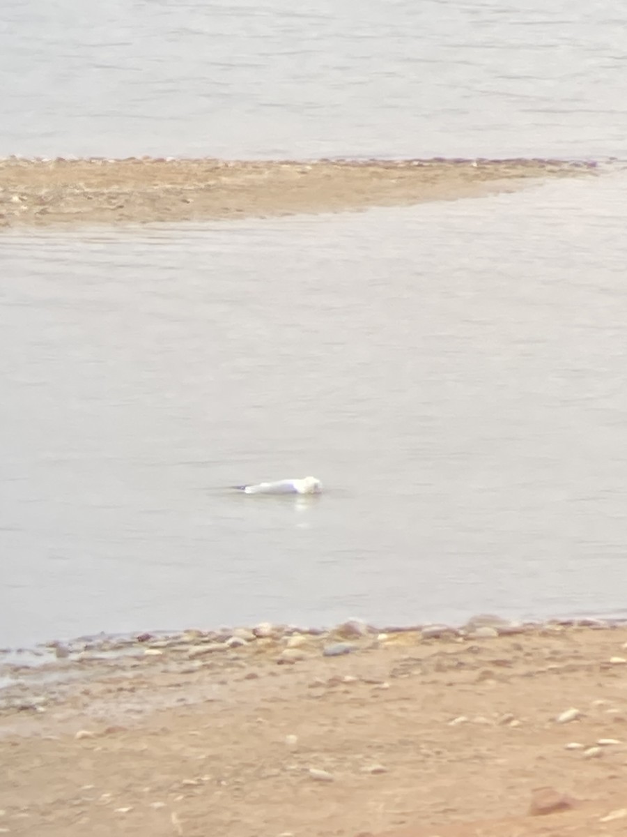 Ring-billed Gull - ML524757071