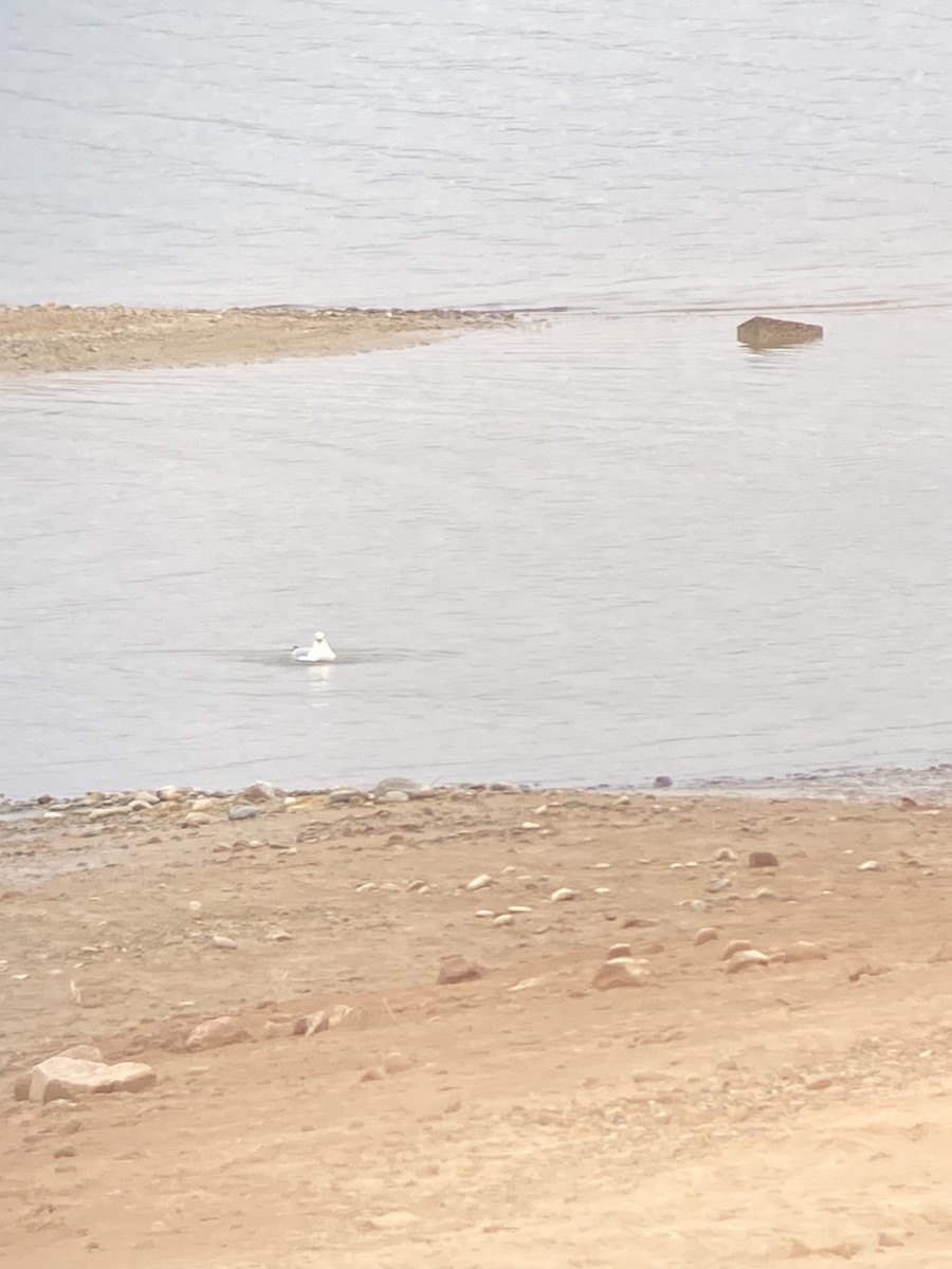 Ring-billed Gull - ML524757091