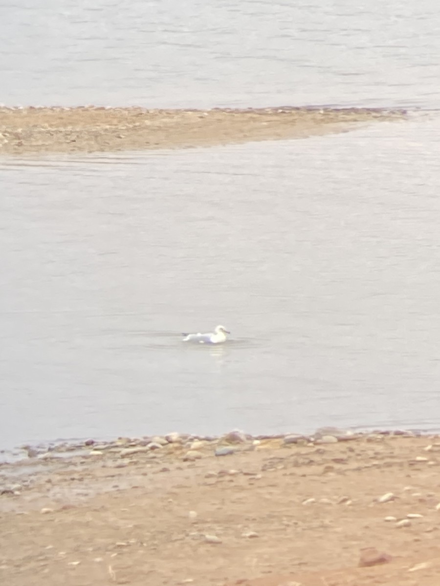 Ring-billed Gull - ML524757101