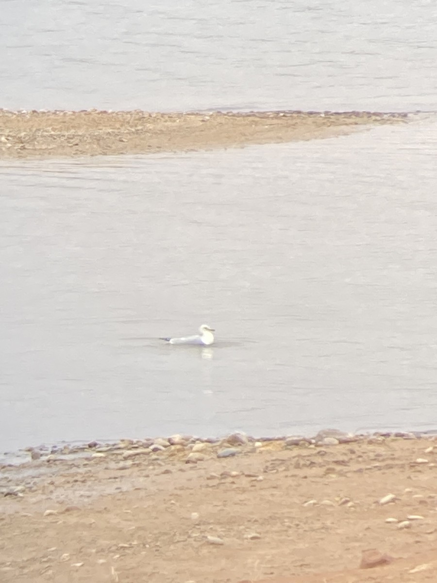 Ring-billed Gull - ML524757111
