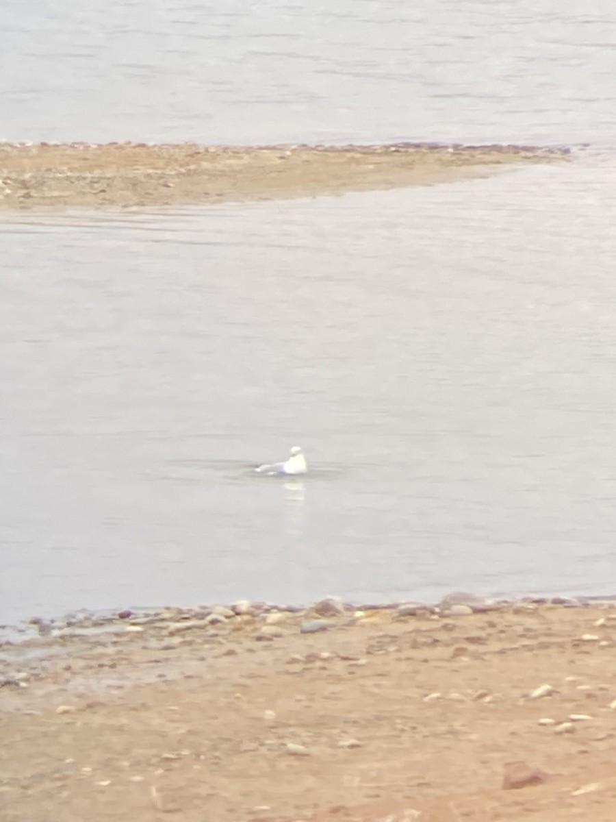 Ring-billed Gull - ML524757121