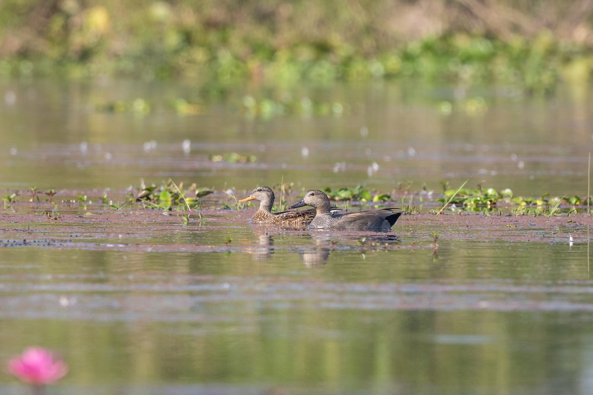 Gadwall - ML524757151