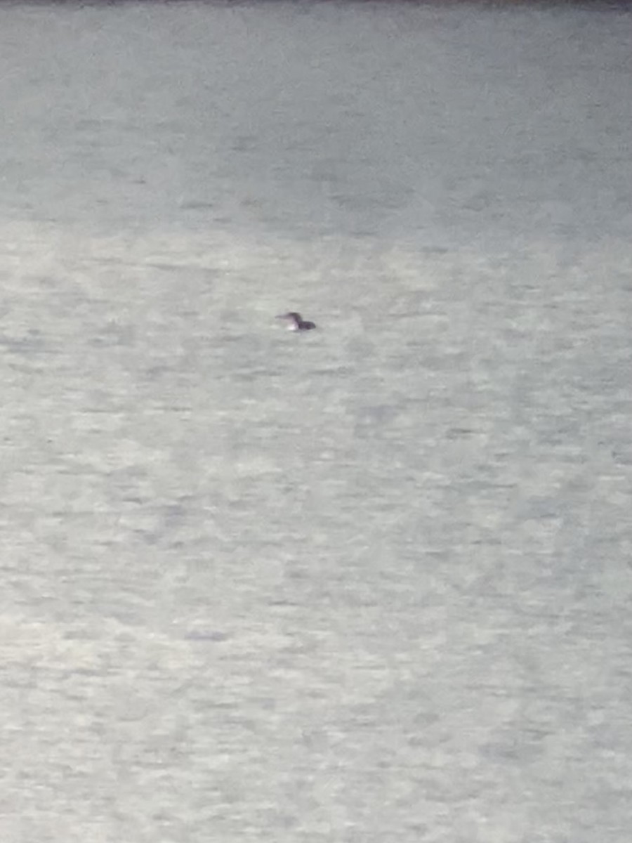 Common Loon - ML524757221