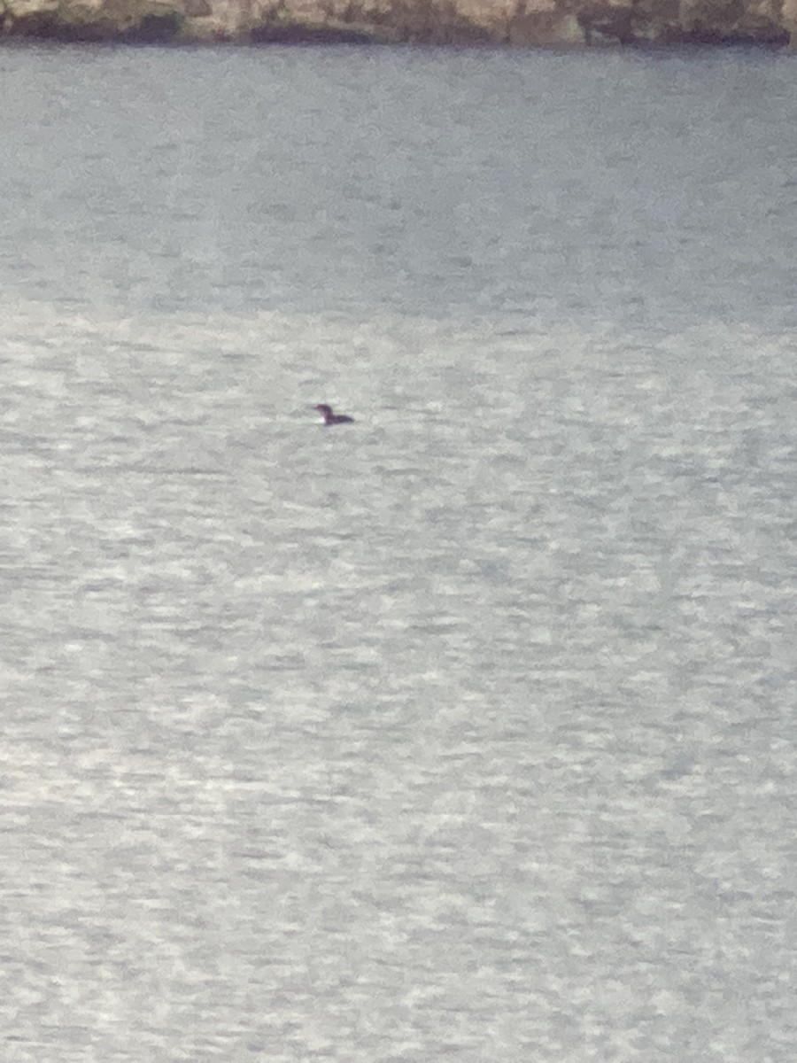 Common Loon - ML524757231