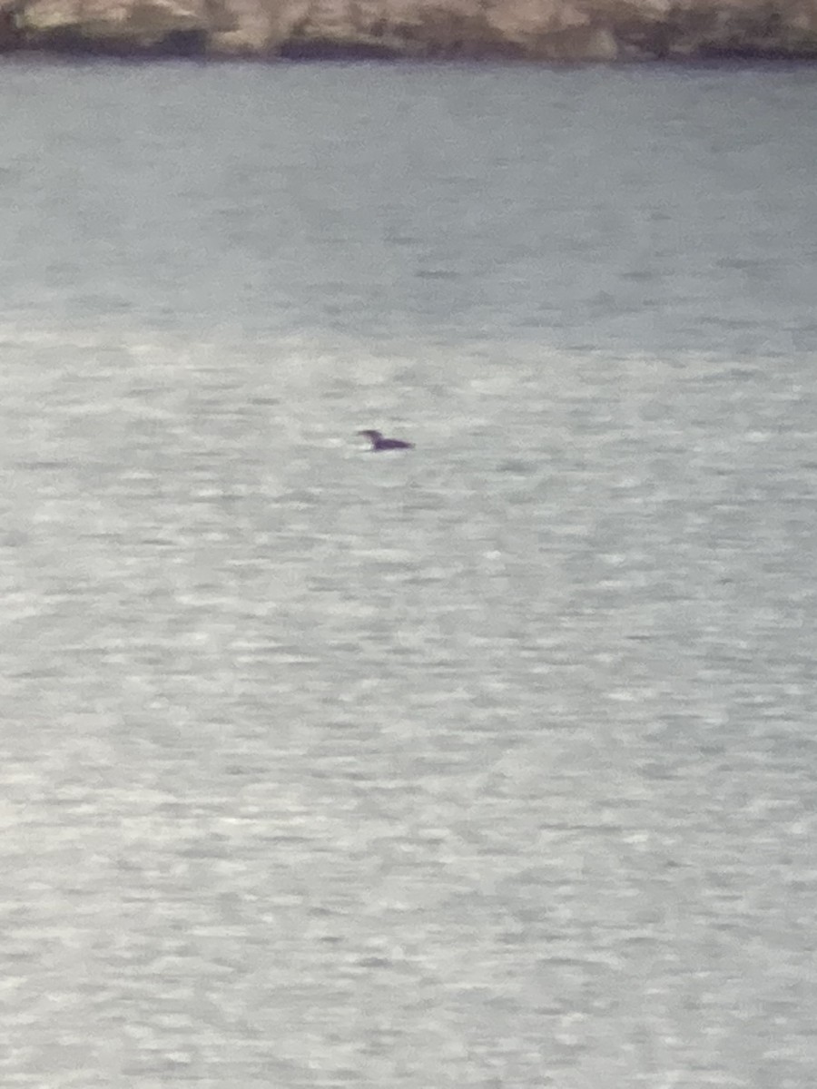 Common Loon - ML524757241