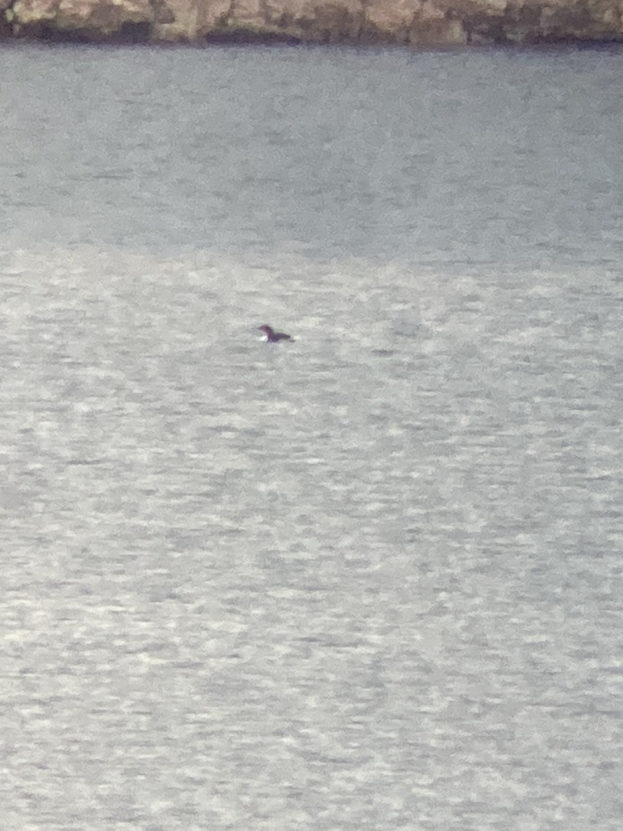 Common Loon - ML524757251