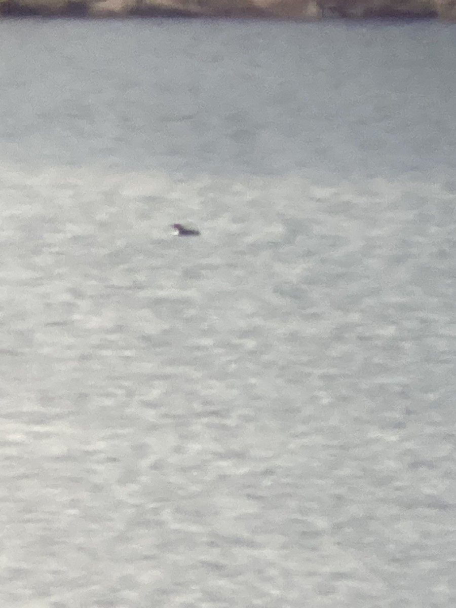 Common Loon - ML524757261