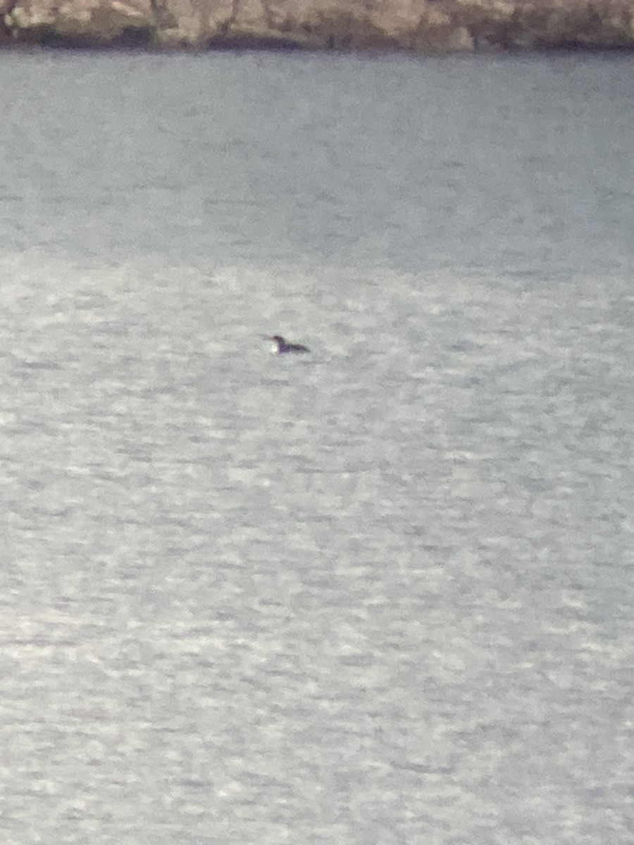 Common Loon - ML524757271