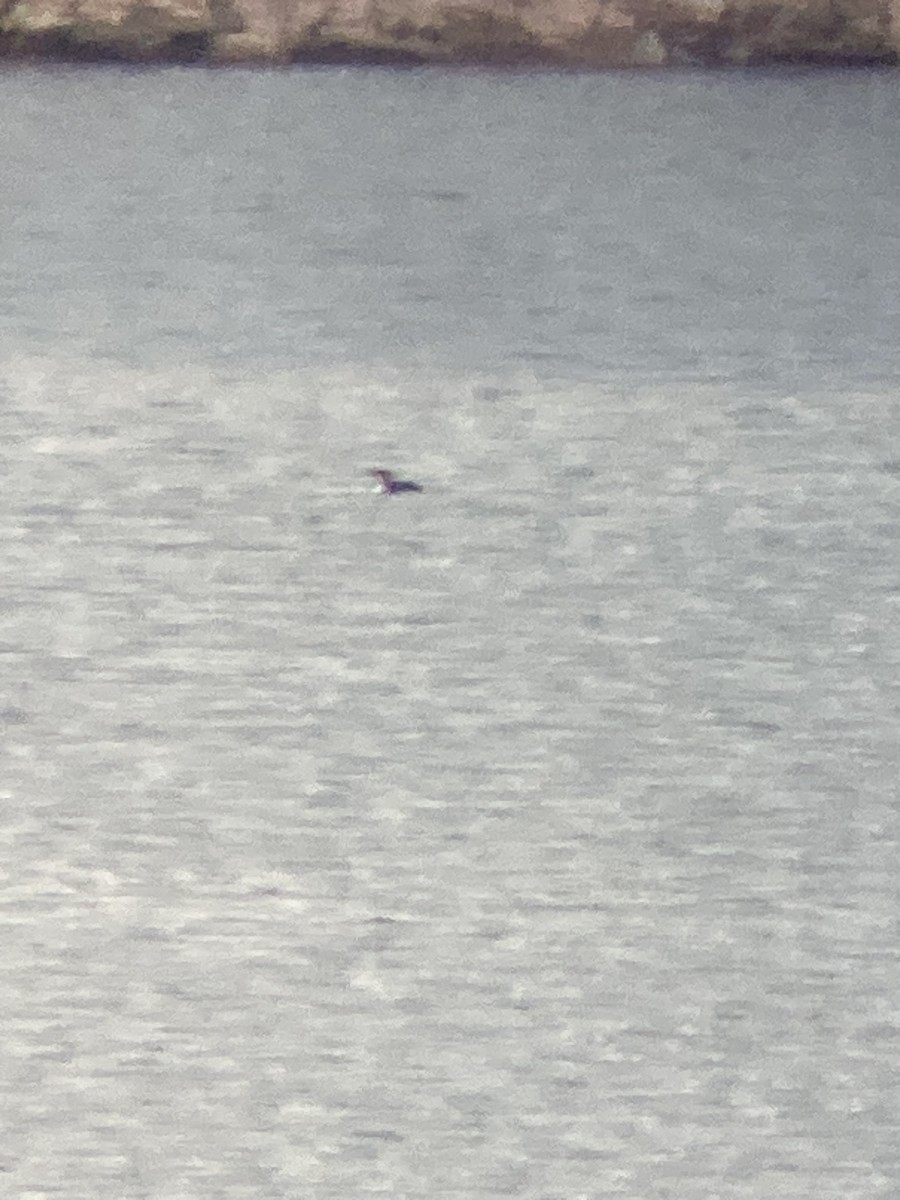 Common Loon - ML524757281