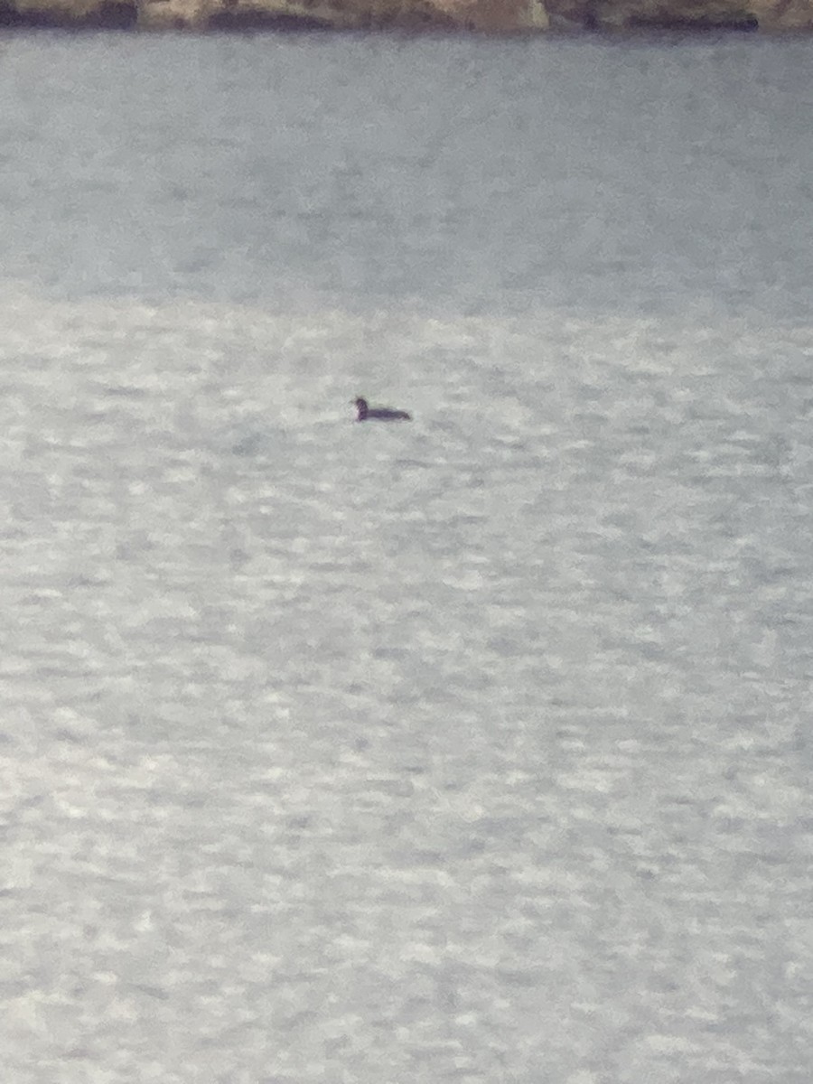 Common Loon - ML524757291