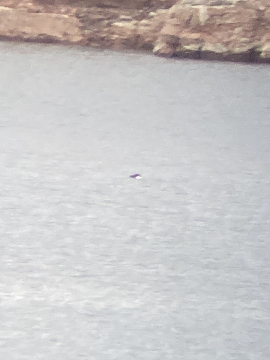 Common Loon - ML524757301