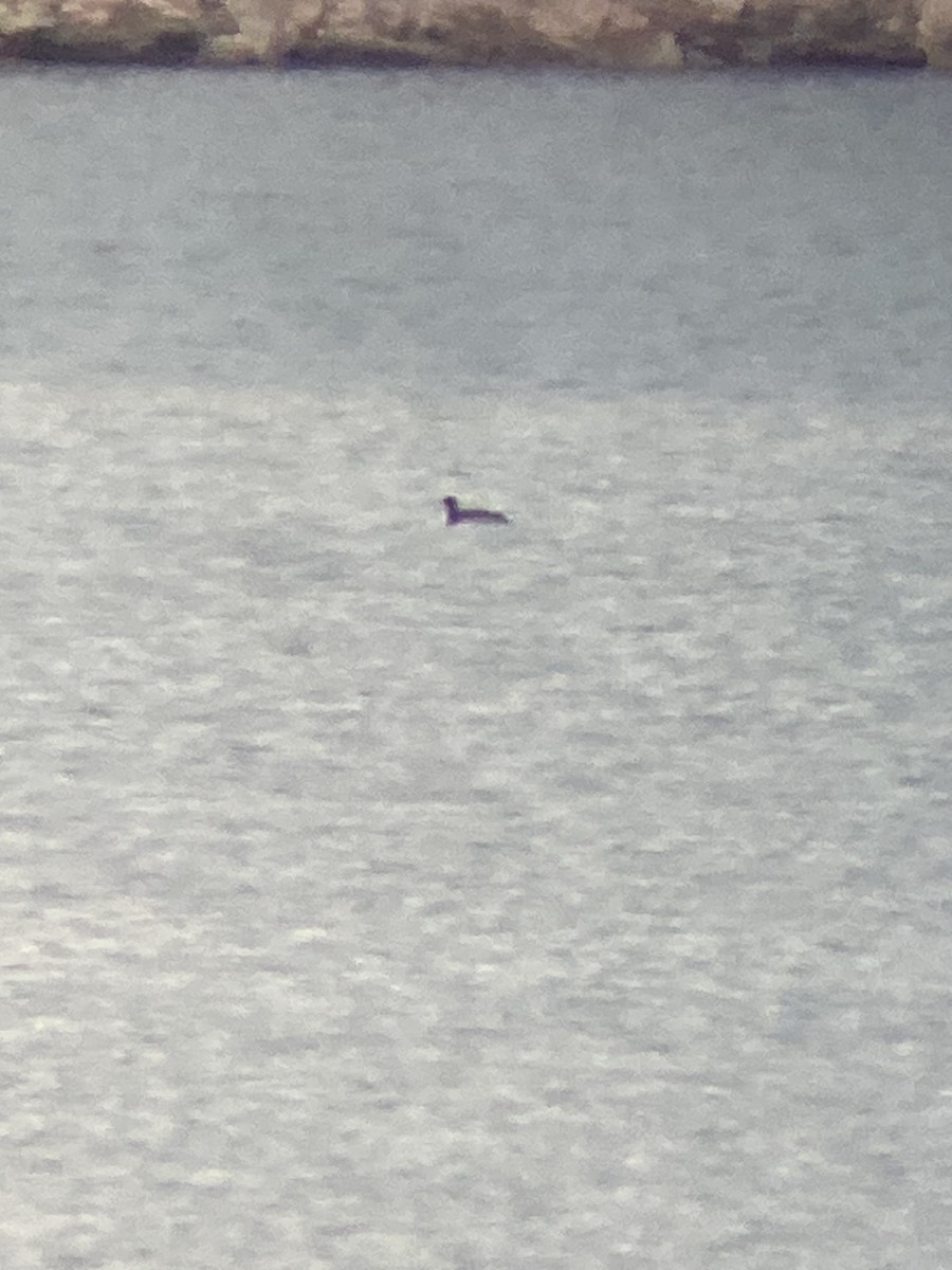 Common Loon - ML524757311