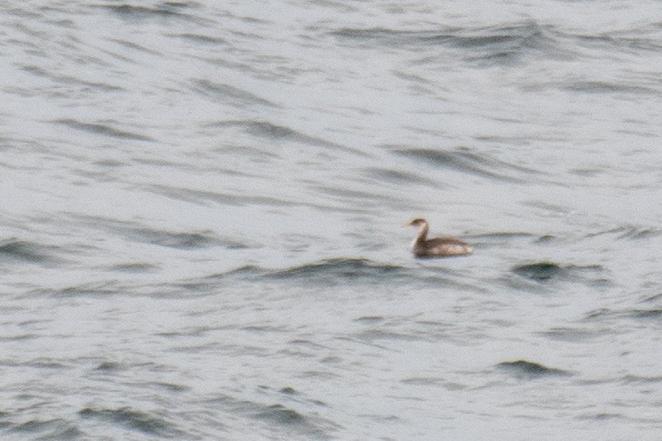 Red-necked Grebe - ML524757621