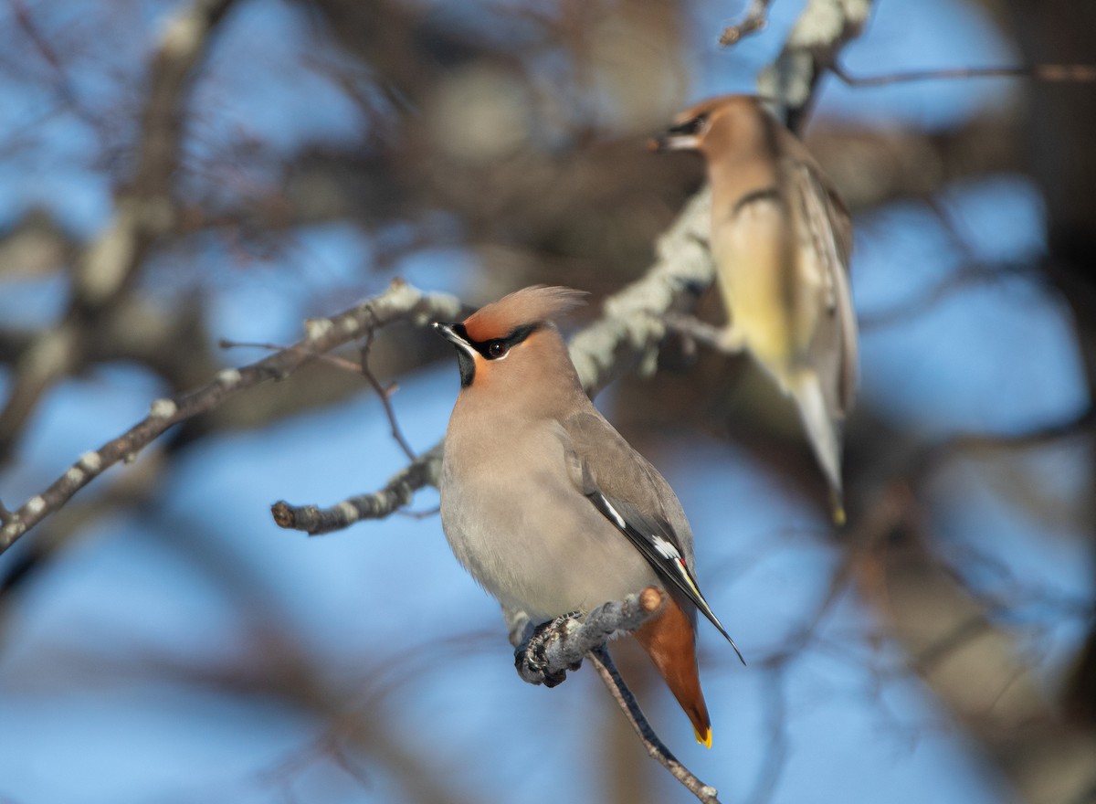 Bohemian Waxwing - Joel Strong