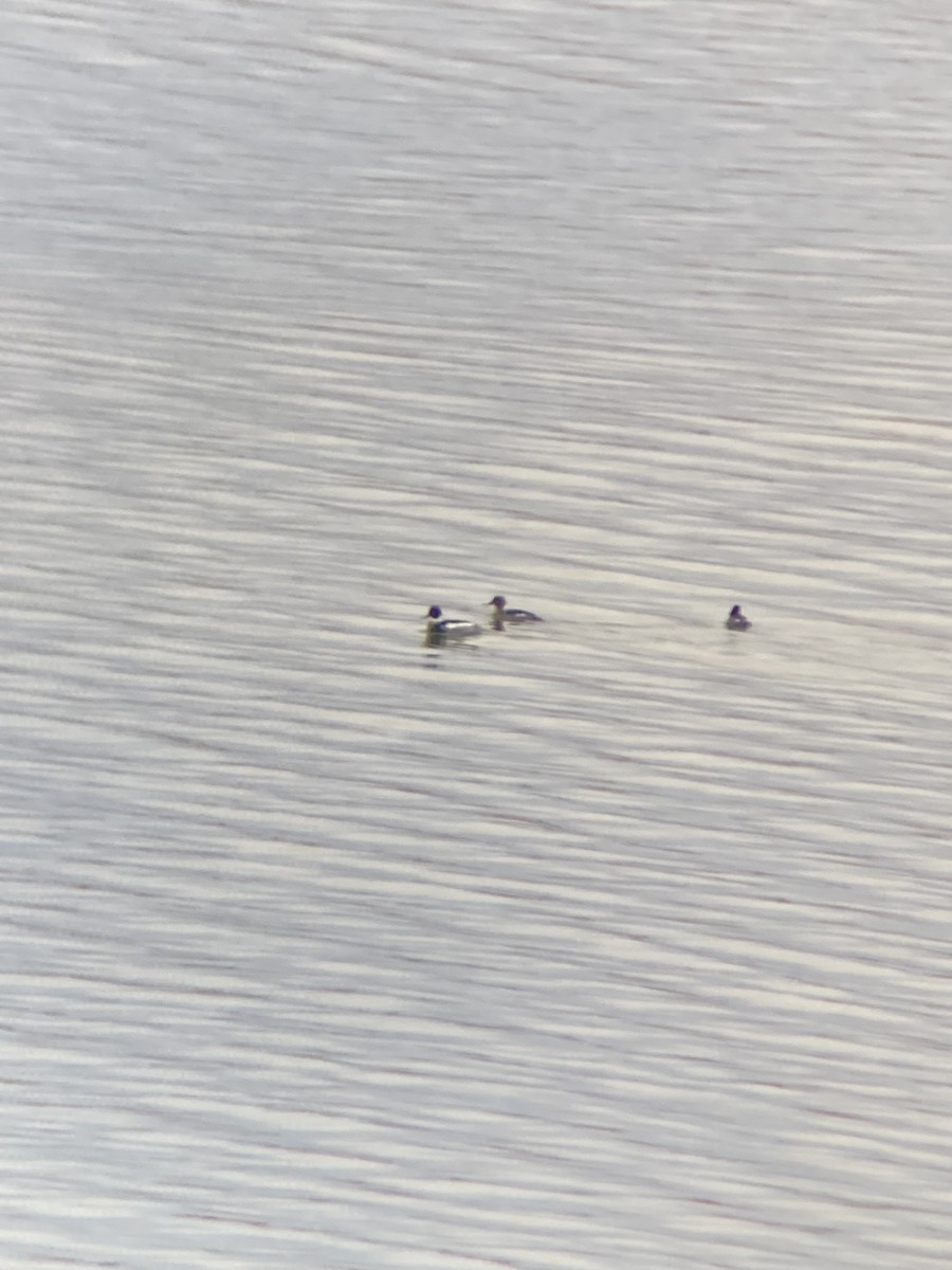 Red-breasted Merganser - ML524757701