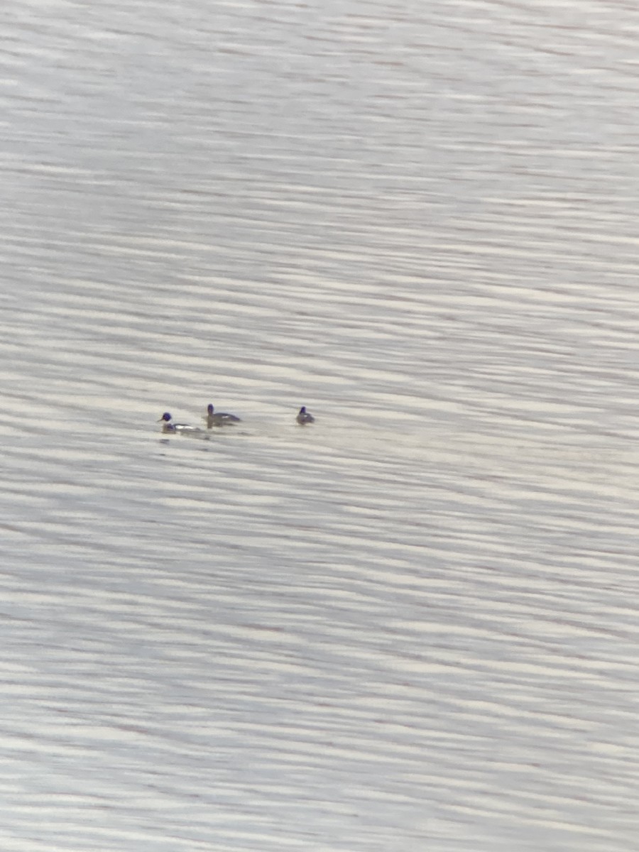 Red-breasted Merganser - ML524757741