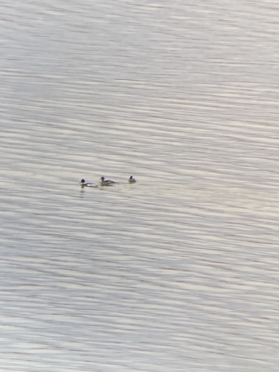 Red-breasted Merganser - ML524757761