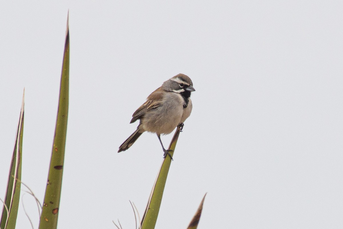 Black-throated Sparrow - ML524758971
