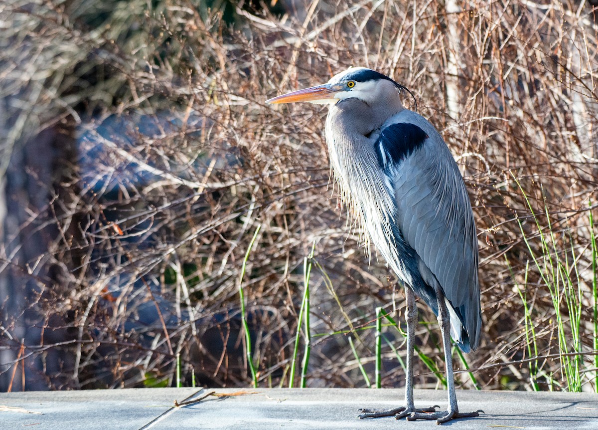 Great Blue Heron (Great Blue) - ML524759111