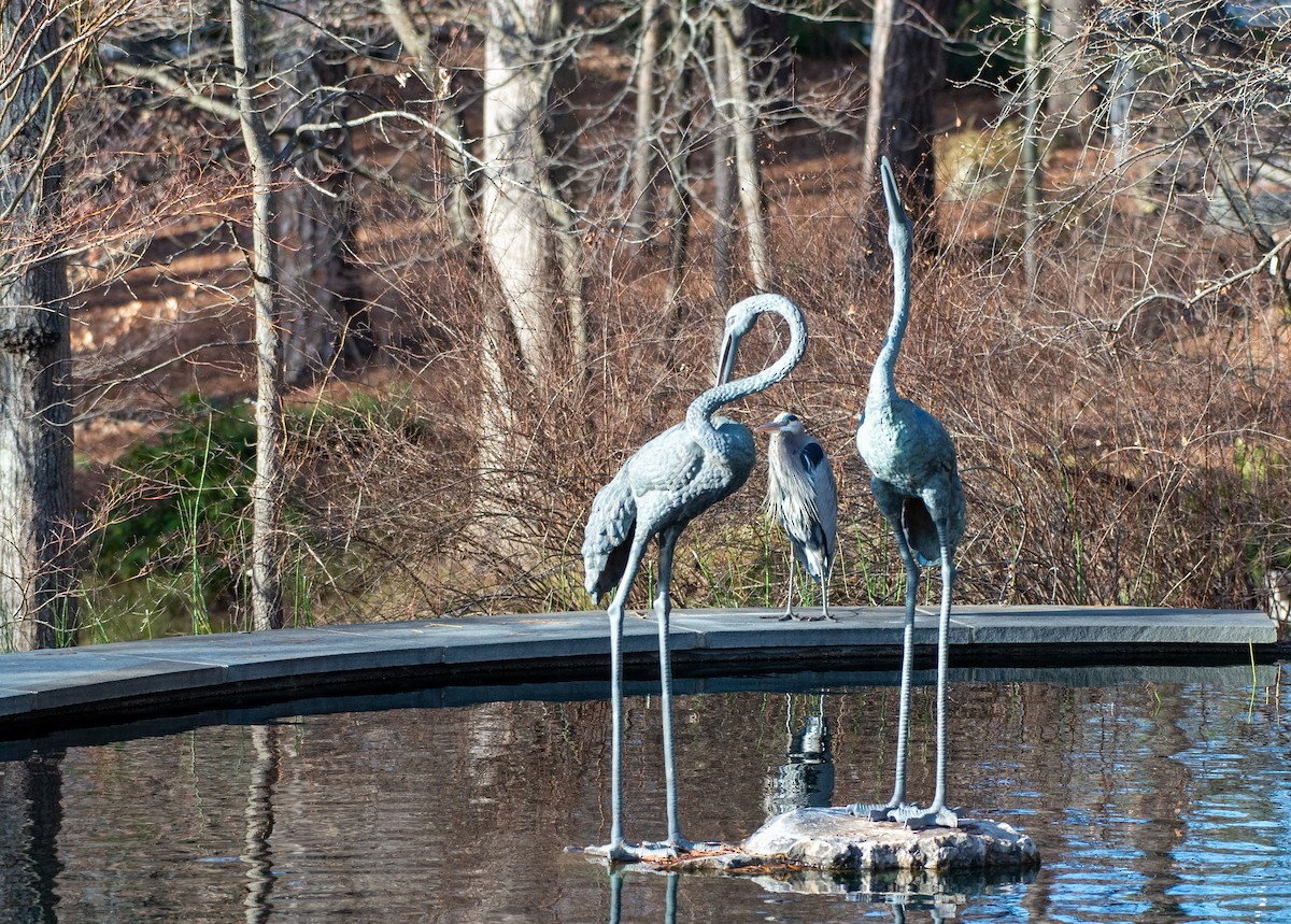 Great Blue Heron (Great Blue) - ML524759121