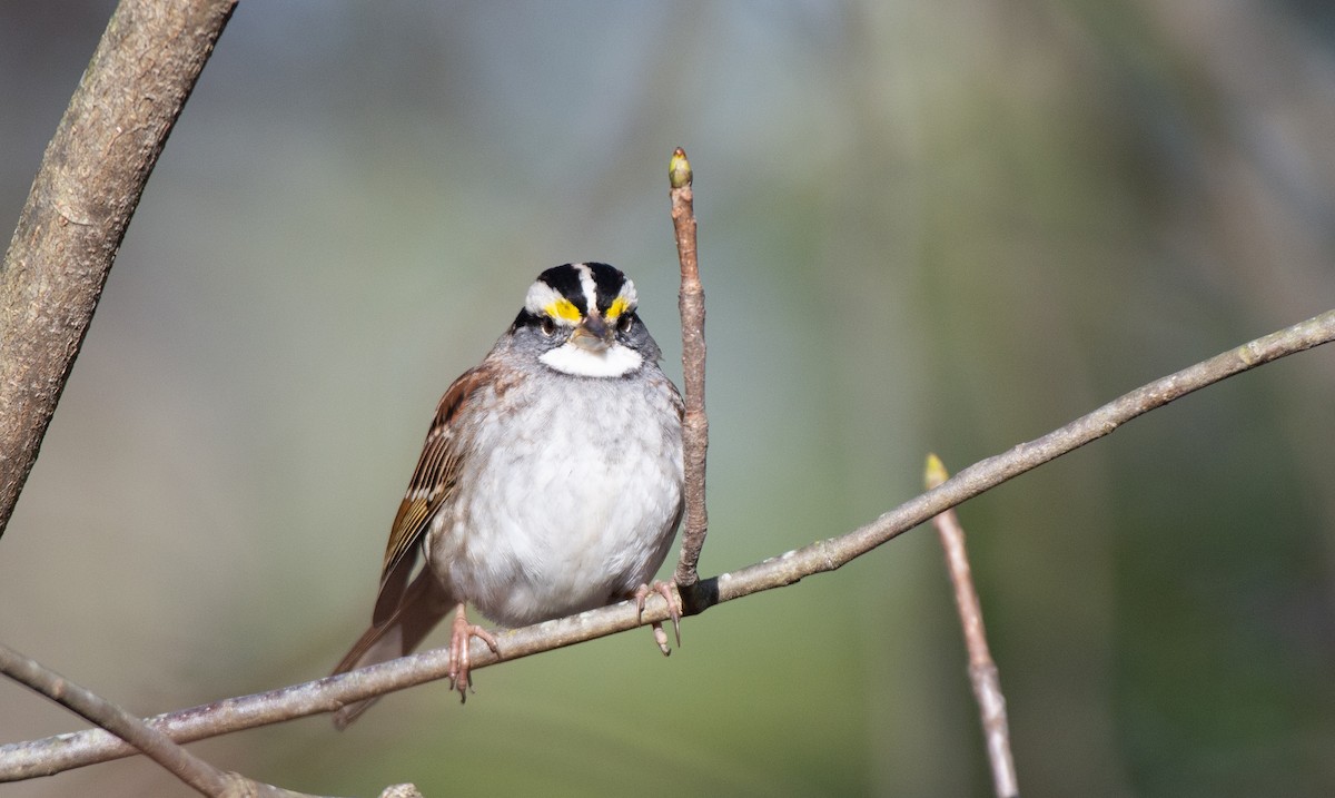 White-throated Sparrow - ML524759441