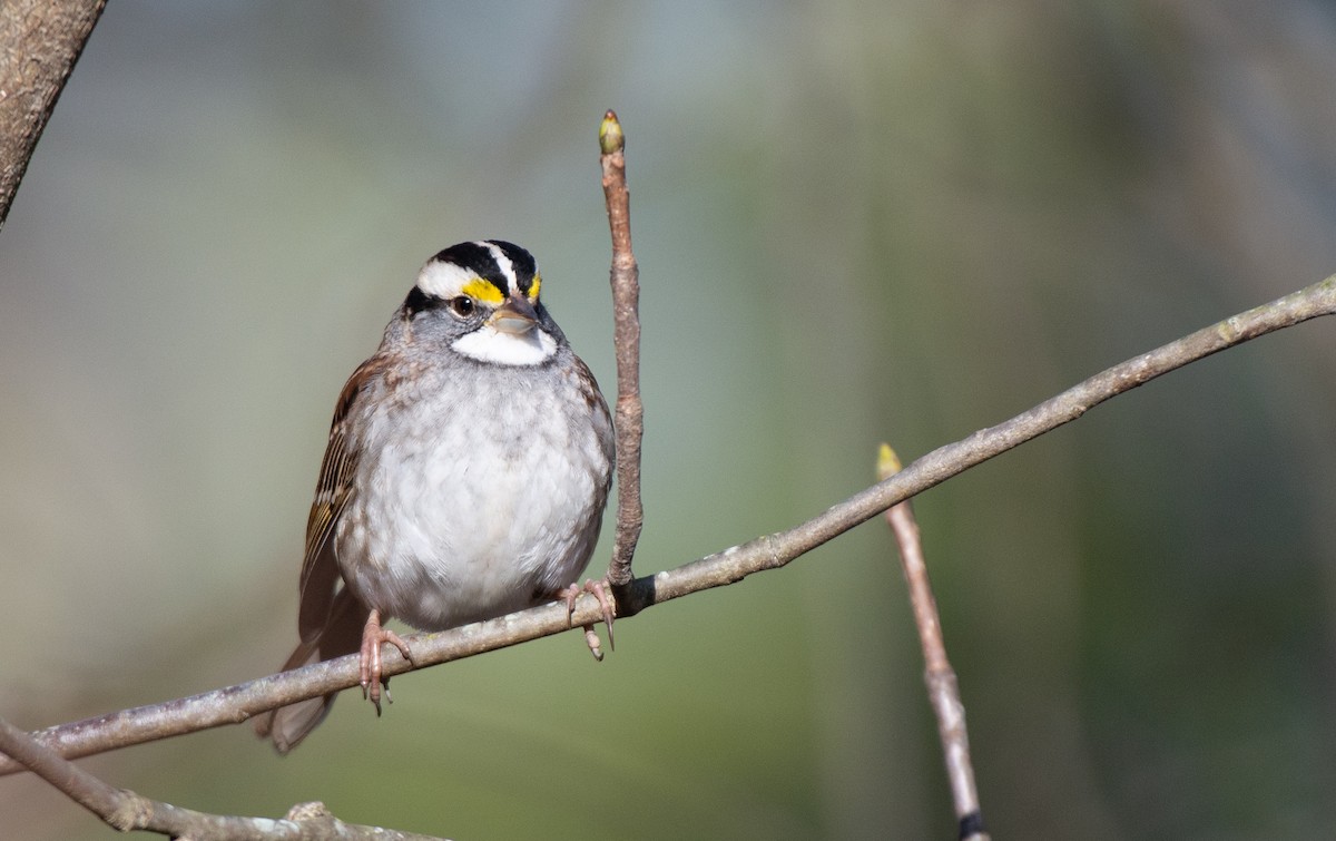 White-throated Sparrow - ML524759451