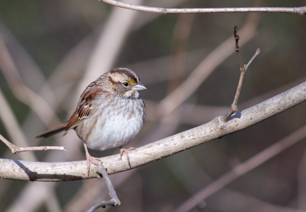 White-throated Sparrow - ML524759481