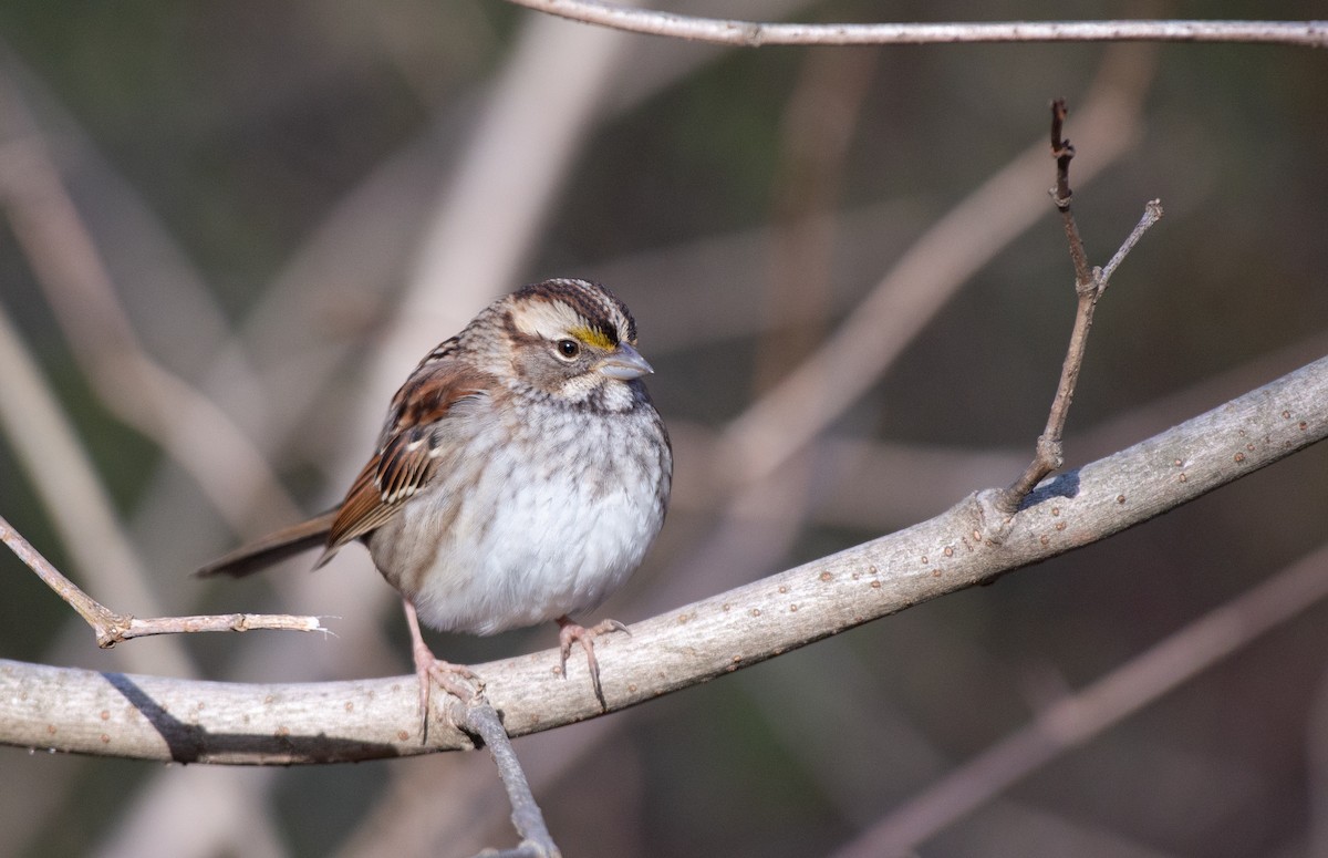White-throated Sparrow - ML524759491
