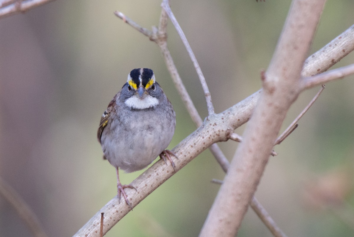 White-throated Sparrow - ML524759501