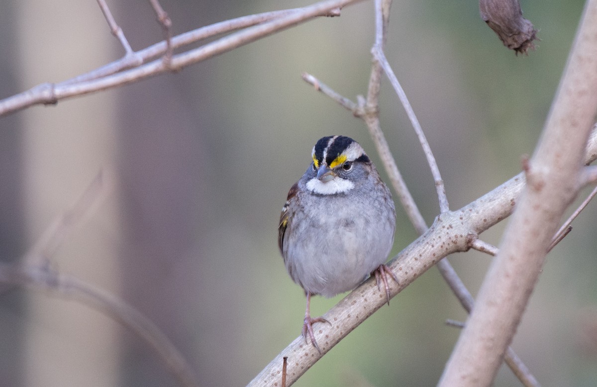 White-throated Sparrow - ML524759511